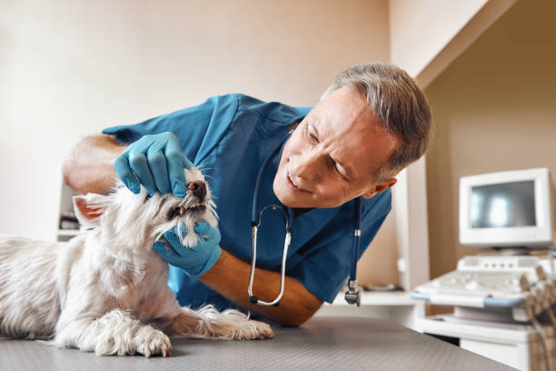 Best Emergency Dentist for Special Needs Patients in Virginia Gardens, FL